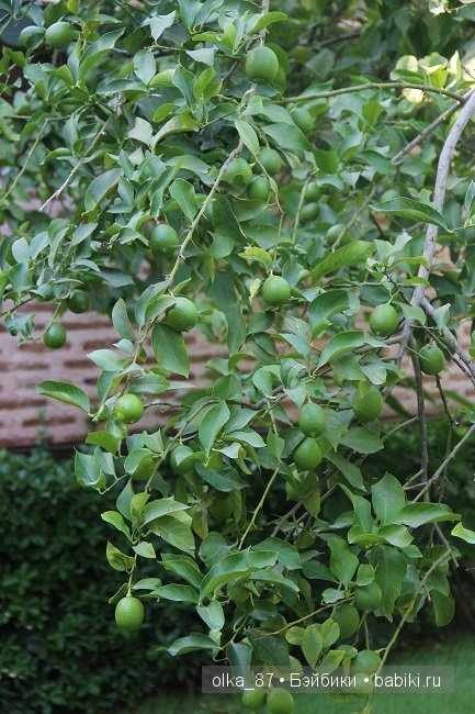 Кусочек моря... Или моя Сайлас (Реалпуки Soso) отдыхает на море (фото 10)