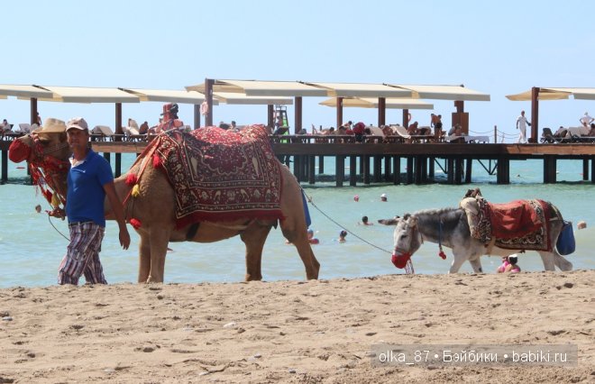 Моя Сайлас (Реалпуки Soso) отдыхает на море и гуляет по зоопарку (фото 7)