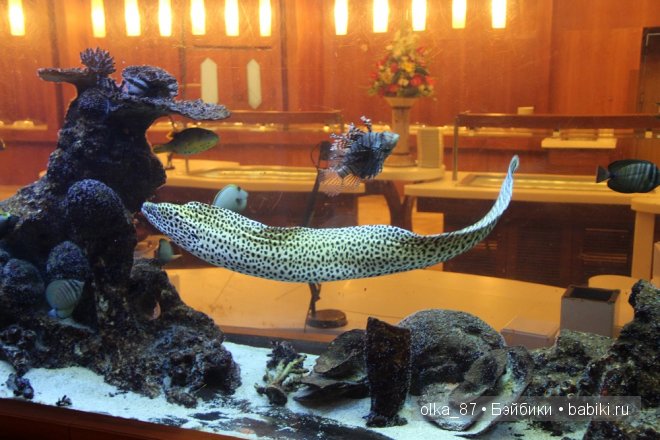 Моя Сайлас (Реалпуки Soso) отдыхает на море и гуляет по зоопарку