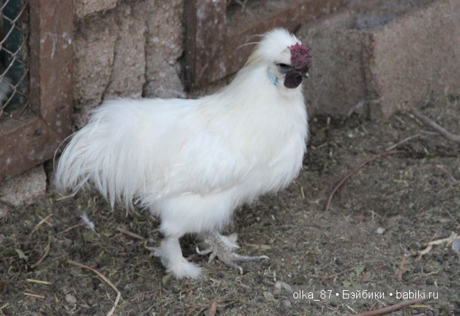 Моя Сайлас (Реалпуки Soso) отдыхает на море и гуляет по зоопарку
