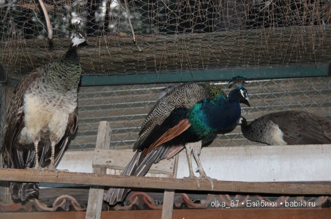 Моя Сайлас (Реалпуки Soso) отдыхает на море и гуляет по зоопарку