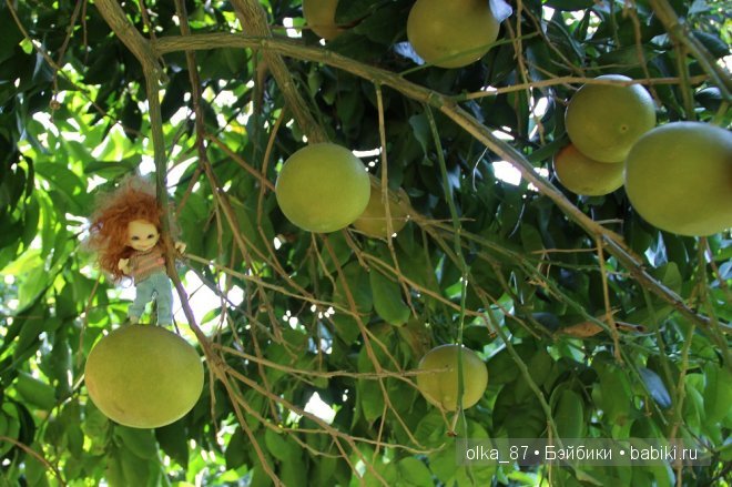 Моя Сайлас (Реалпуки Soso) отдыхает на море и гуляет по зоопарку