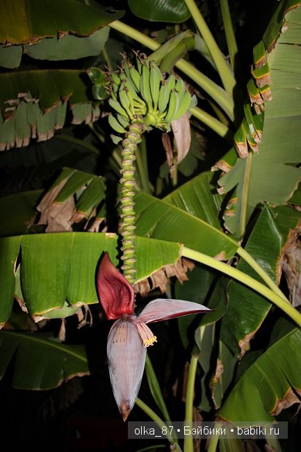 Моя Сайлас (Реалпуки Soso) отдыхает на море и гуляет по зоопарку