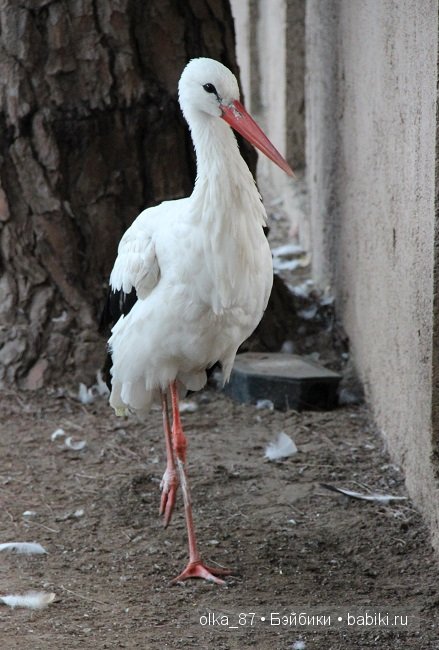 Моя Сайлас (Реалпуки Soso) отдыхает на море и гуляет по зоопарку