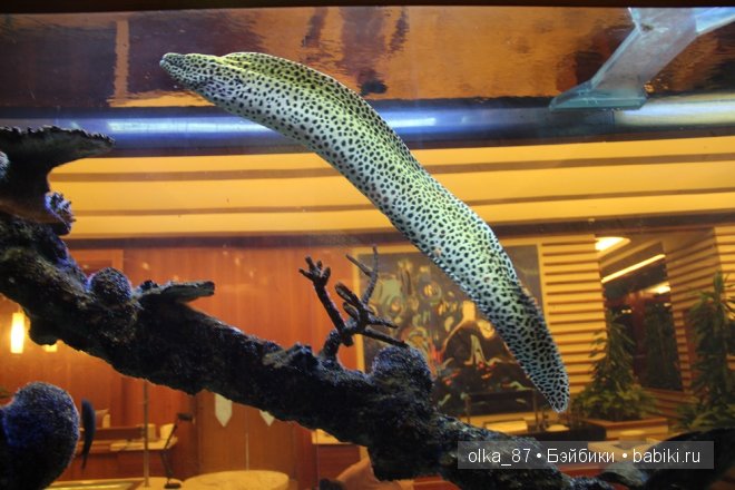 Моя Сайлас (Реалпуки Soso) отдыхает на море и гуляет по зоопарку