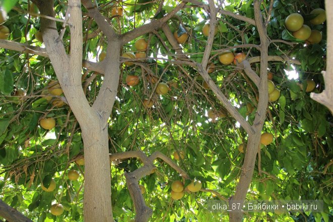 Моя Сайлас (Реалпуки Soso) отдыхает на море и гуляет по зоопарку