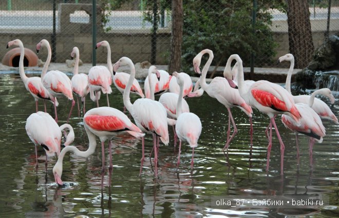 Моя Сайлас (Реалпуки Soso) отдыхает на море и гуляет по зоопарку
