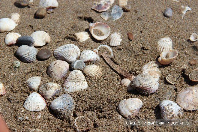 Моя Сайлас (Реалпуки Soso) отдыхает на море и гуляет по зоопарку