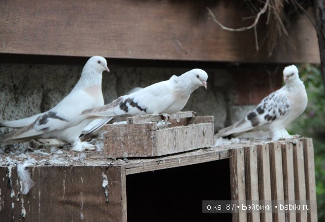 Моя Сайлас (Реалпуки Soso) отдыхает на море и гуляет по зоопарку