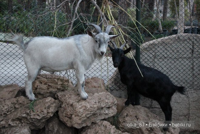 Моя Сайлас (Реалпуки Soso) отдыхает на море и гуляет по зоопарку
