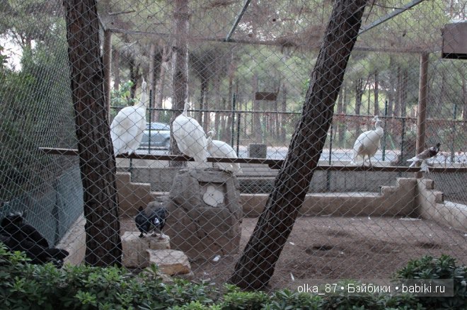 Моя Сайлас (Реалпуки Soso) отдыхает на море и гуляет по зоопарку