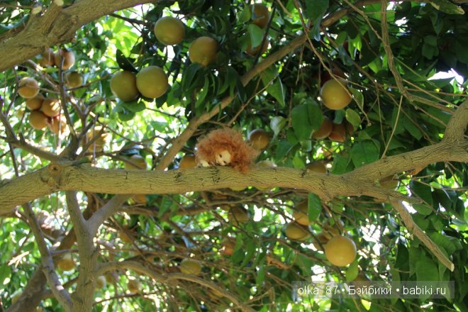 Моя Сайлас (Реалпуки Soso) отдыхает на море и гуляет по зоопарку