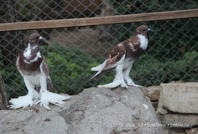 Моя Сайлас (Реалпуки Soso) отдыхает на море и гуляет по зоопарку