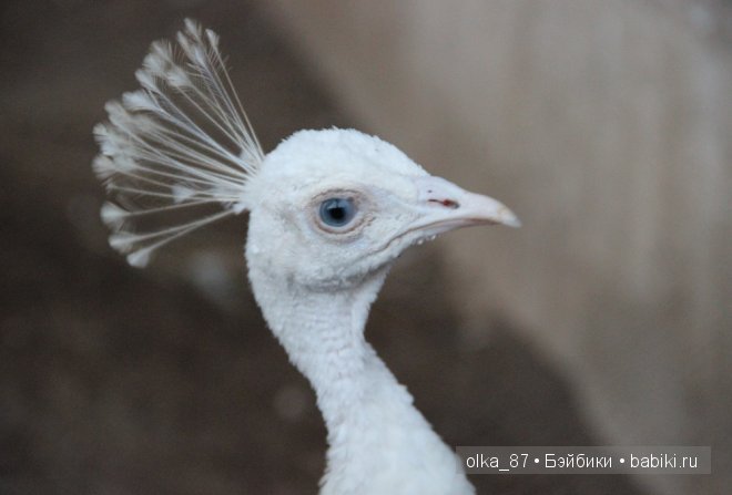 Моя Сайлас (Реалпуки Soso) отдыхает на море и гуляет по зоопарку