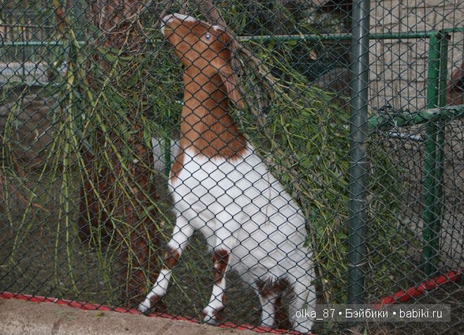 Моя Сайлас (Реалпуки Soso) отдыхает на море и гуляет по зоопарку