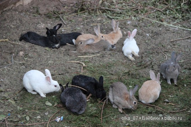Моя Сайлас (Реалпуки Soso) отдыхает на море и гуляет по зоопарку