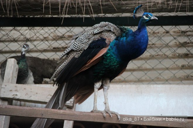 Моя Сайлас (Реалпуки Soso) отдыхает на море и гуляет по зоопарку