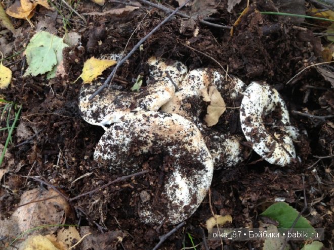 Лесная прогулка с моей новенькой малышкой Жасмин (Jasmine) Gotz 2003 год