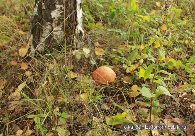 Лесная прогулка с моей новенькой малышкой Жасмин (Jasmine) Gotz 2003 год (фото 6)
