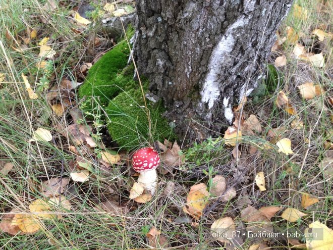 Жасмин (Jasmine) Gotz 2003 год