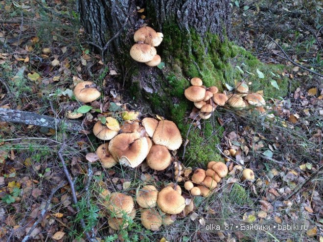 Лесная прогулка с моей новенькой малышкой Жасмин (Jasmine) Gotz 2003 год