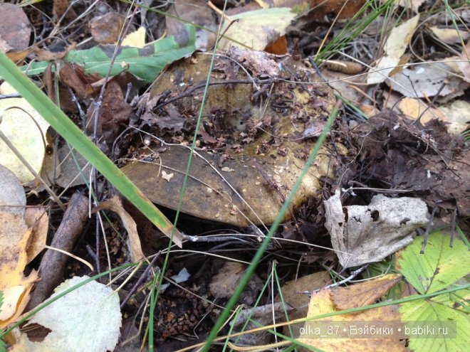 Лесная прогулка с моей новенькой малышкой Жасмин (Jasmine) Gotz 2003 год