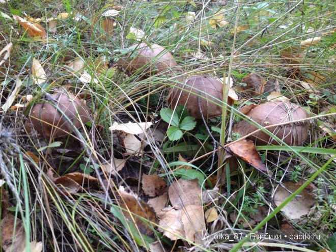 Лесная прогулка с моей новенькой малышкой Жасмин (Jasmine) Gotz 2003 год