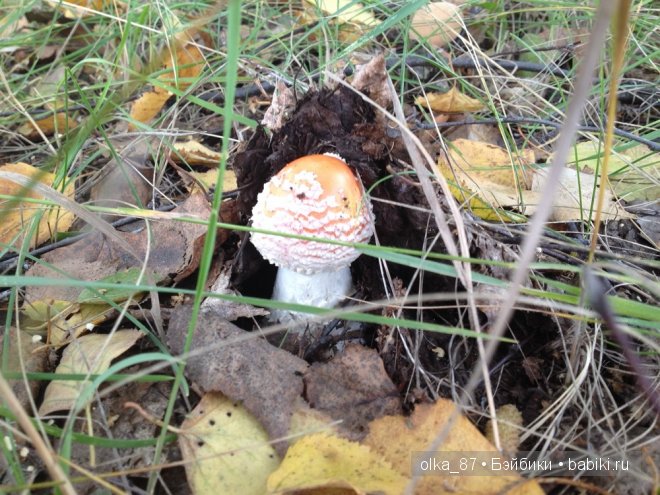 Лесная прогулка с моей новенькой малышкой Жасмин (Jasmine) Gotz 2003 год