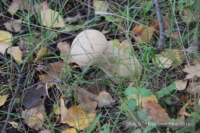 Жасмин (Jasmine) Gotz 2003 год