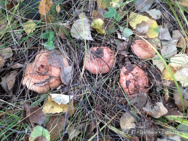 Лесная прогулка с моей новенькой малышкой Жасмин (Jasmine) Gotz 2003 год