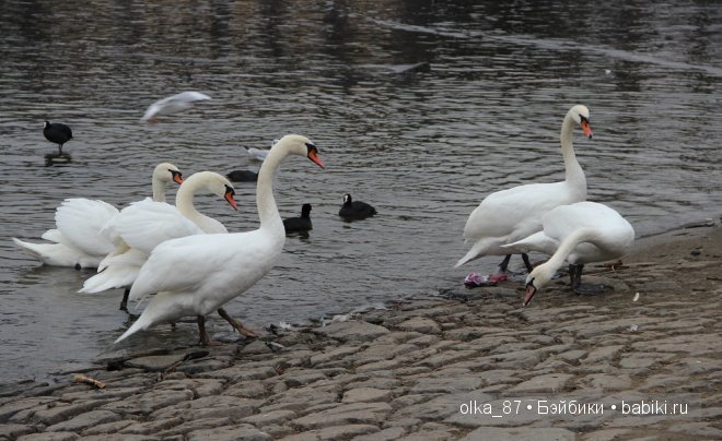 Красота Праги перед Рождеством или Любовь с первого взгляда! ))) | Бэйбики Красота Праги перед Рождеством или Любовь с первого взгляда! ))) (фото 6)
