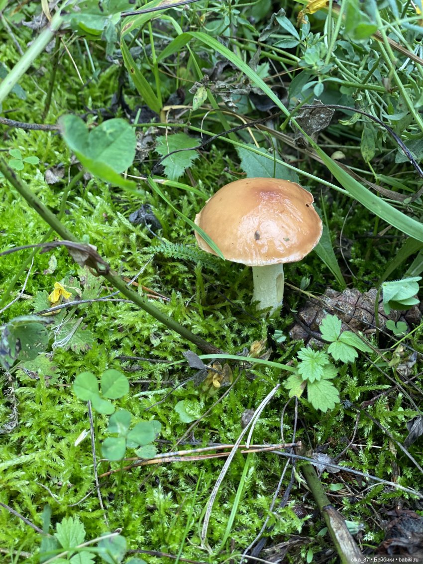 Как Варя ходила за грибами. Fabbi Chibbi Meadow dolls | Бэйбики Как Варя ходила за грибами. Fabbi Chibbi Meadow dolls (фото 5)