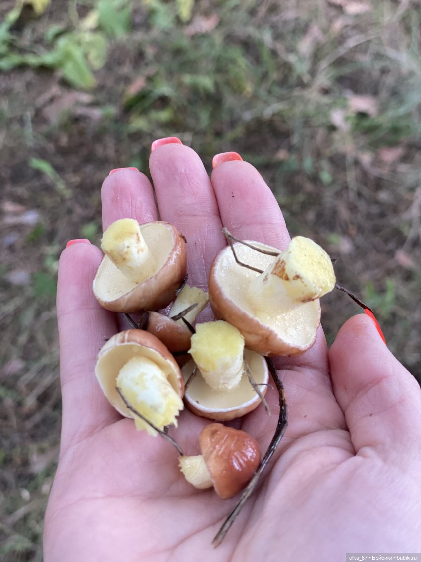 Как Варя ходила за грибами. Fabbi Chibbi Meadow dolls | Бэйбики Как Варя ходила за грибами. Fabbi Chibbi Meadow dolls (фото 4)