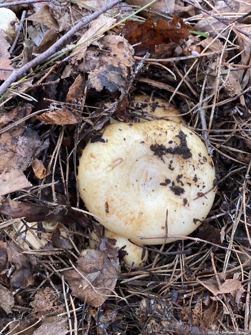 Как Варя ходила за грибами. Fabbi Chibbi Meadow dolls | Бэйбики Как Варя ходила за грибами. Fabbi Chibbi Meadow dolls (фото 8)