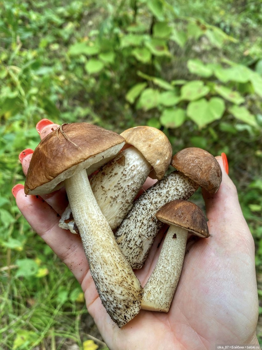 Как Варя ходила за грибами. Fabbi Chibbi Meadow dolls | Бэйбики Как Варя ходила за грибами. Fabbi Chibbi Meadow dolls (фото 6)