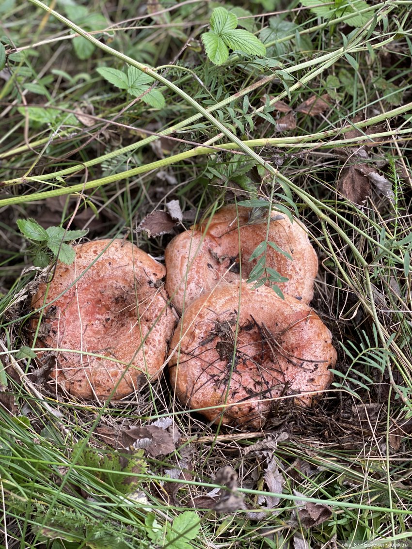 Как Варя ходила за грибами. Fabbi Chibbi Meadow dolls | Бэйбики Как Варя ходила за грибами. Fabbi Chibbi Meadow dolls (фото 3)