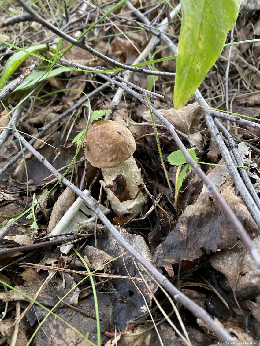 Как Варя ходила за грибами. Fabbi Chibbi Meadow dolls | Бэйбики Как Варя ходила за грибами. Fabbi Chibbi Meadow dolls (фото 7)