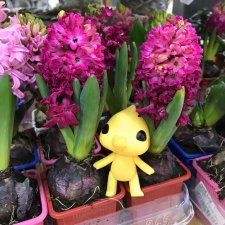 Новый житель - попугайчик Kotoribir