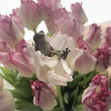 Капсульный лягушонок