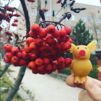 Поросенок 🐷