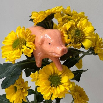 Карманный поросенок