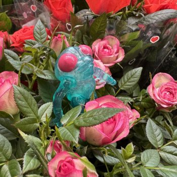 Квакушка с розовыми глазами