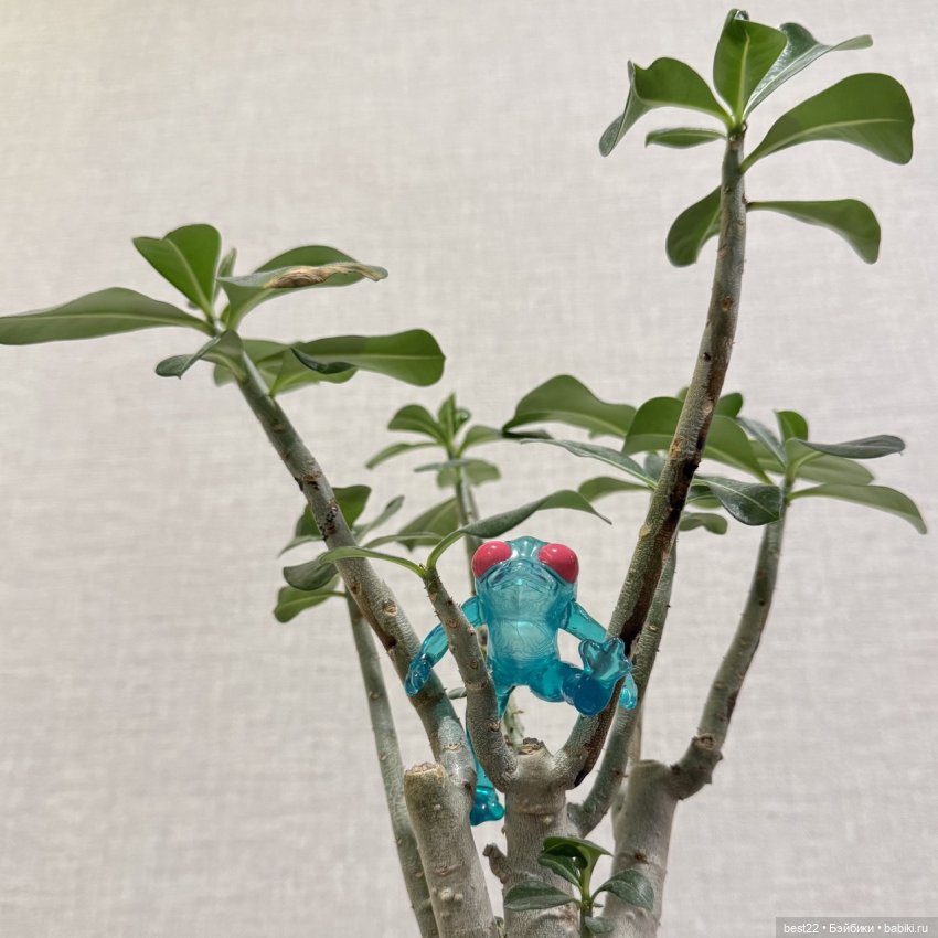 Квакушка с розовыми глазами (фото 6)