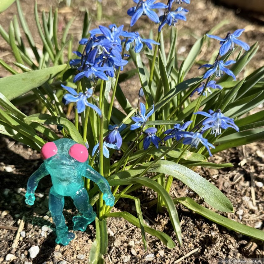 Квакушка с розовыми глазами