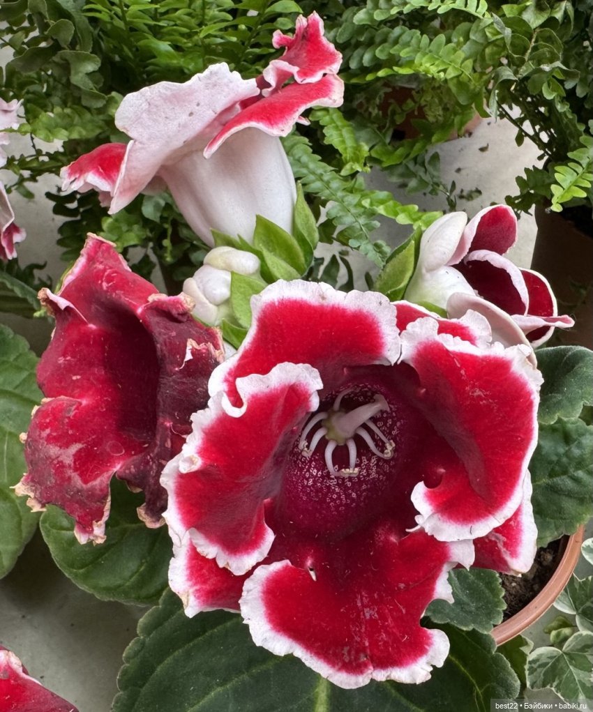 Из жизни лягухи-путешественницы