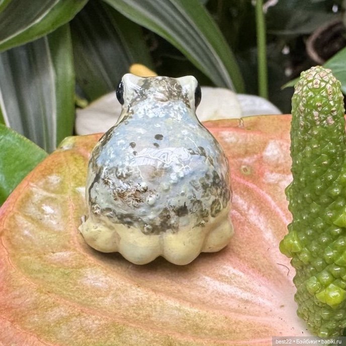 Из жизни лягухи-путешественницы (фото 9)