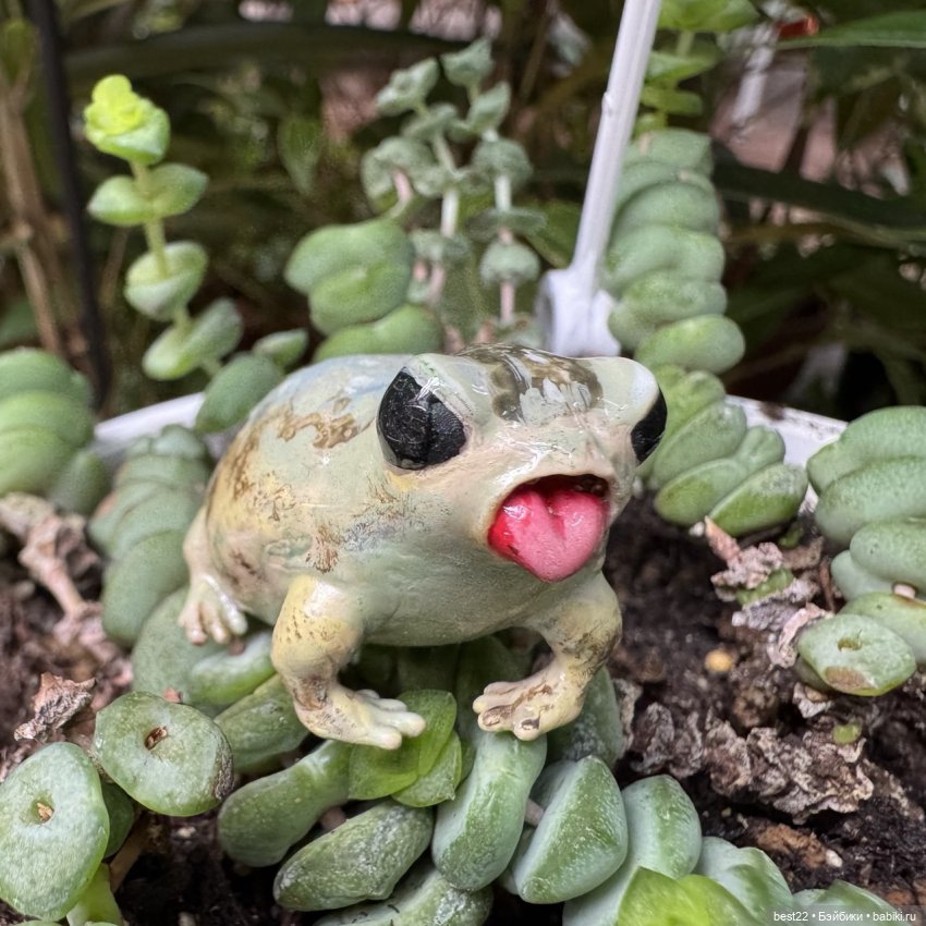 Из жизни лягухи-путешественницы