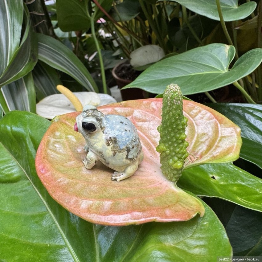 Из жизни лягухи-путешественницы (фото 8)