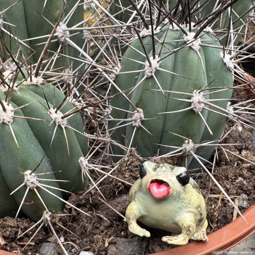 Из жизни лягухи-путешественницы