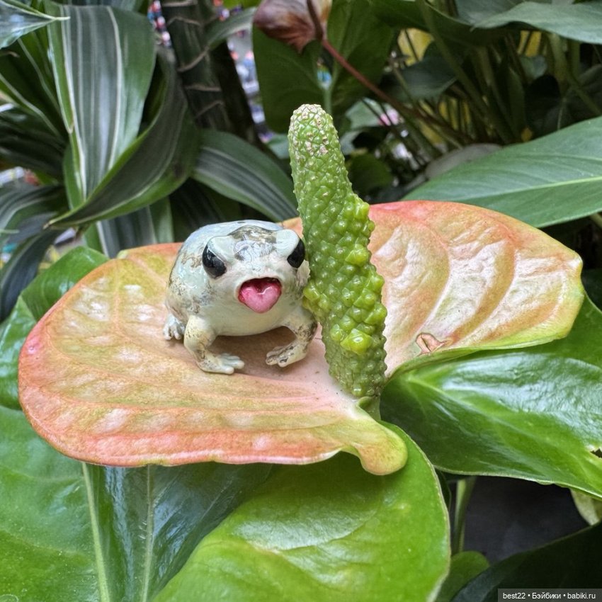 Из жизни лягухи-путешественницы (фото 7)